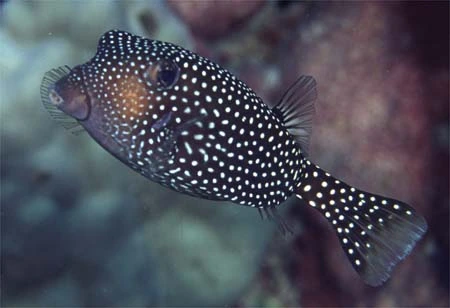 Ostracion Meleagris Male (Hawaii)
